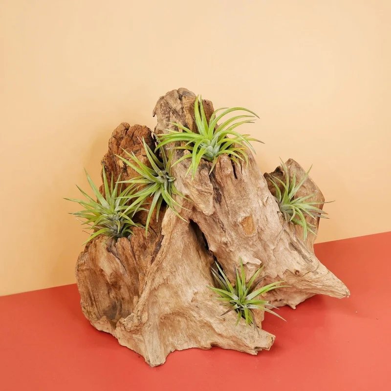 TILLANDSIA NEGLECTA RUBRA