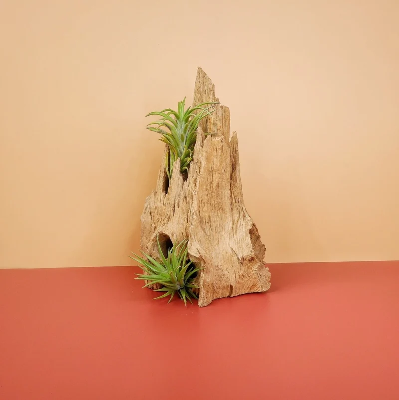 TILLANDSIA NEGLECTA