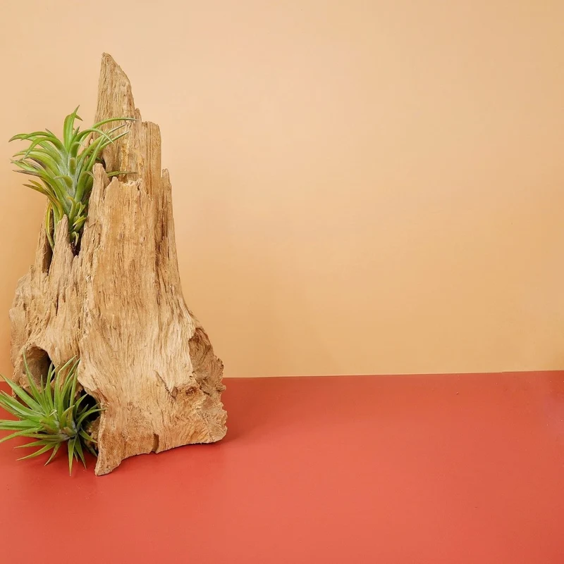 TILLANDSIA NEGLECTA