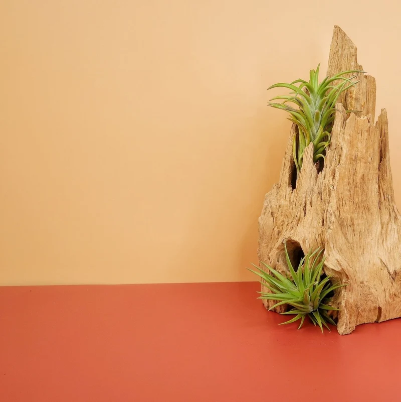TILLANDSIA NEGLECTA