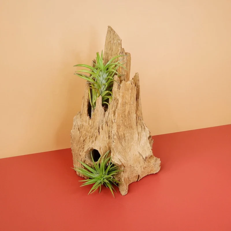 TILLANDSIA NEGLECTA