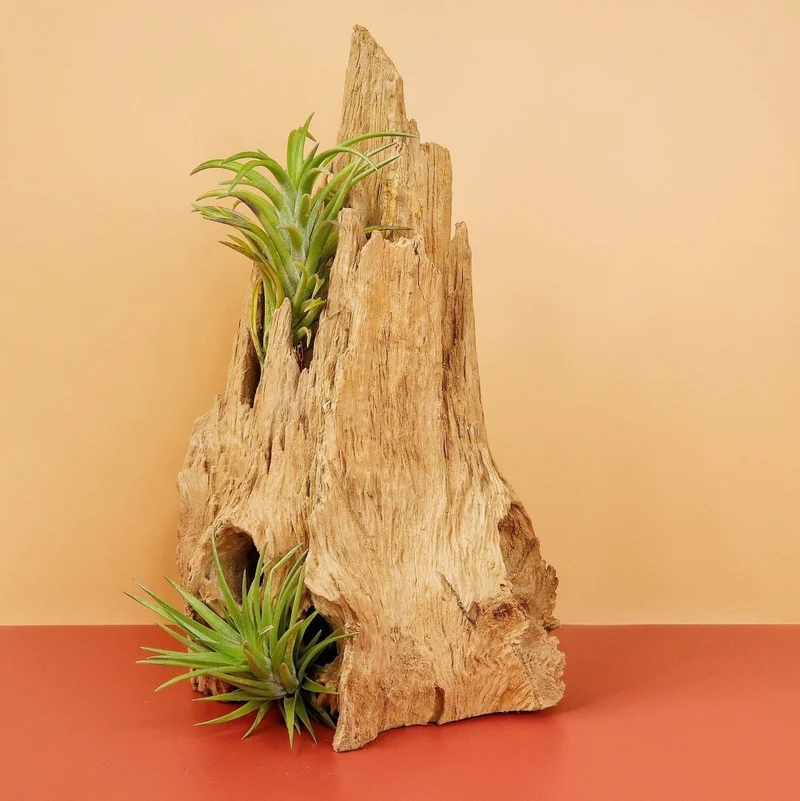 TILLANDSIA NEGLECTA
