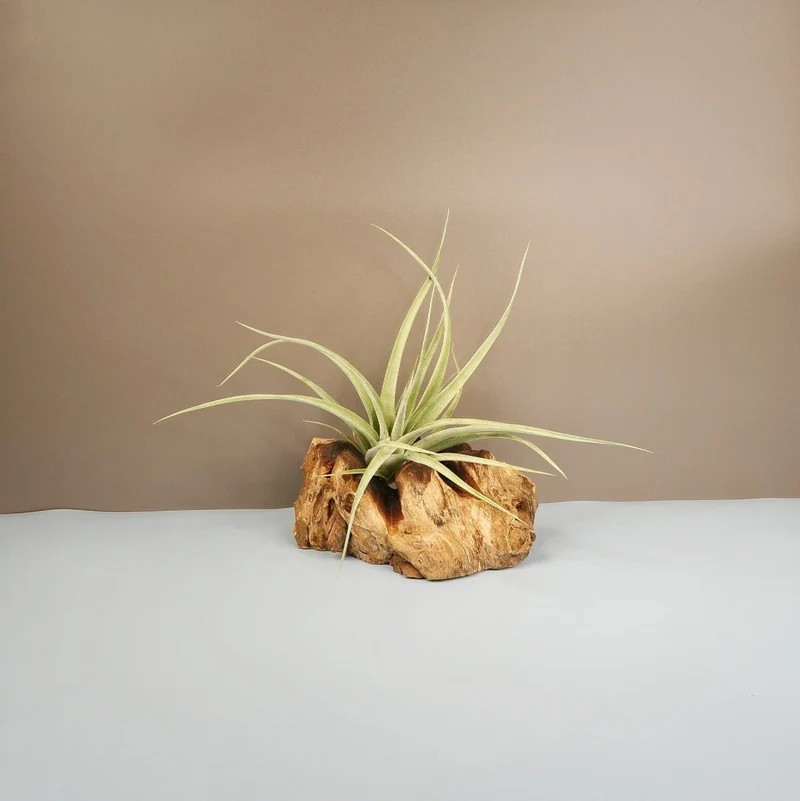 TILLANDSIA MAJESTIC