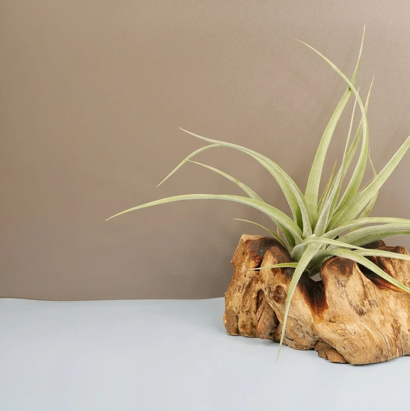 TILLANDSIA MAJESTIC