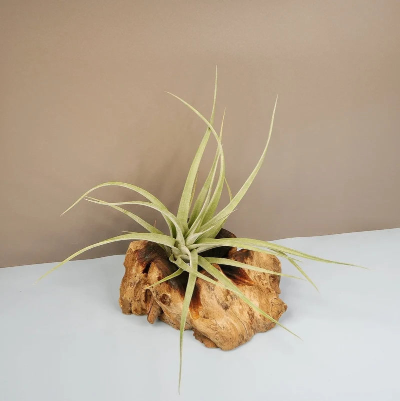 TILLANDSIA MAJESTIC