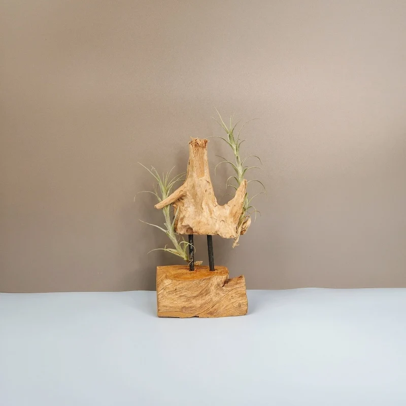 TILLANDSIA MACBRIDEANA