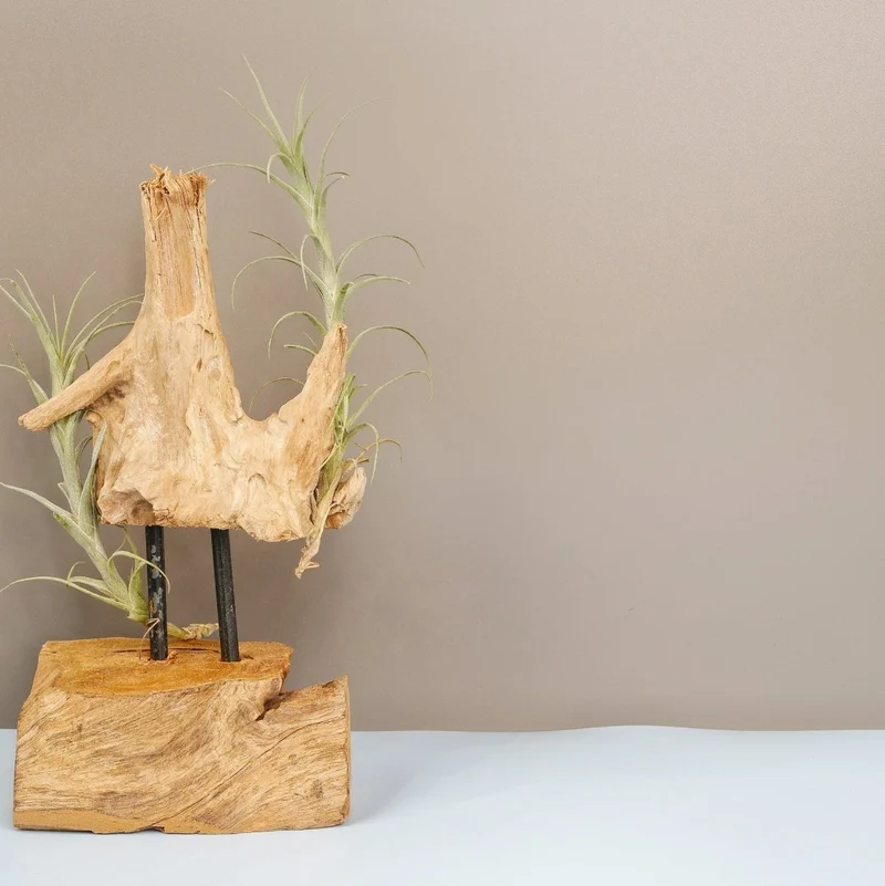 TILLANDSIA MACBRIDEANA