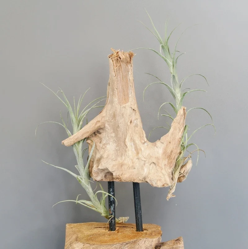 TILLANDSIA MACBRIDEANA