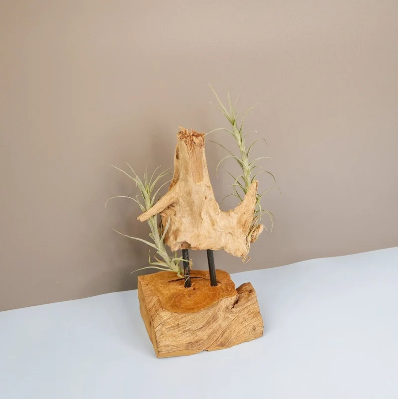 TILLANDSIA MACBRIDEANA