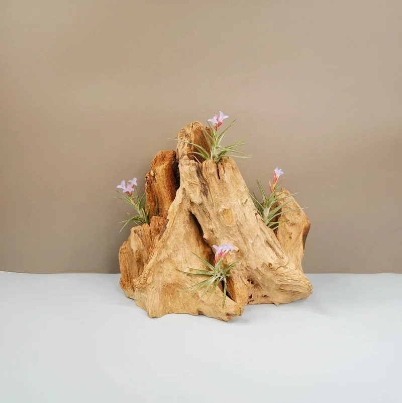 TILLANDSIA JONESII