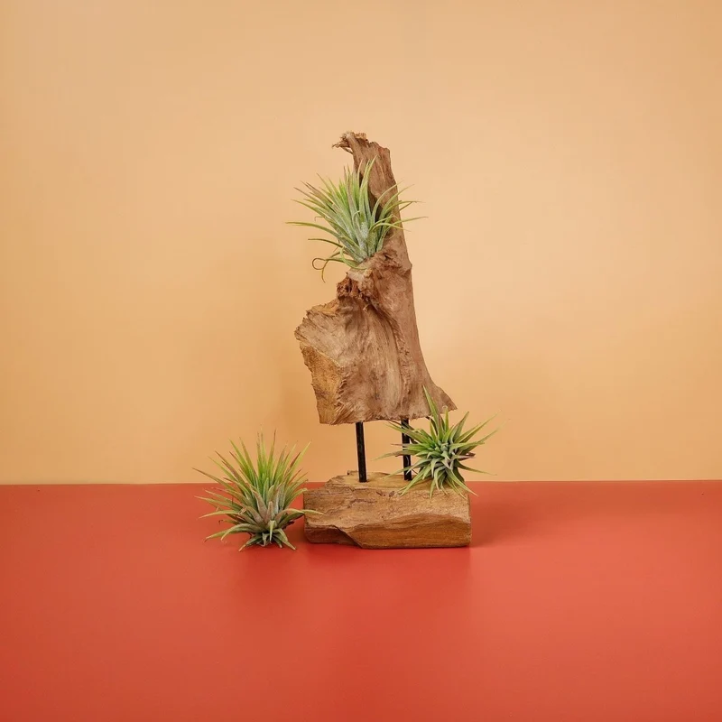 TILLANDSIA IONANTHA RUBRA