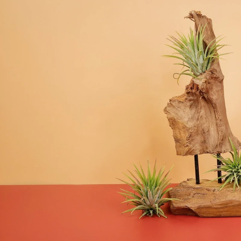 TILLANDSIA IONANTHA RUBRA