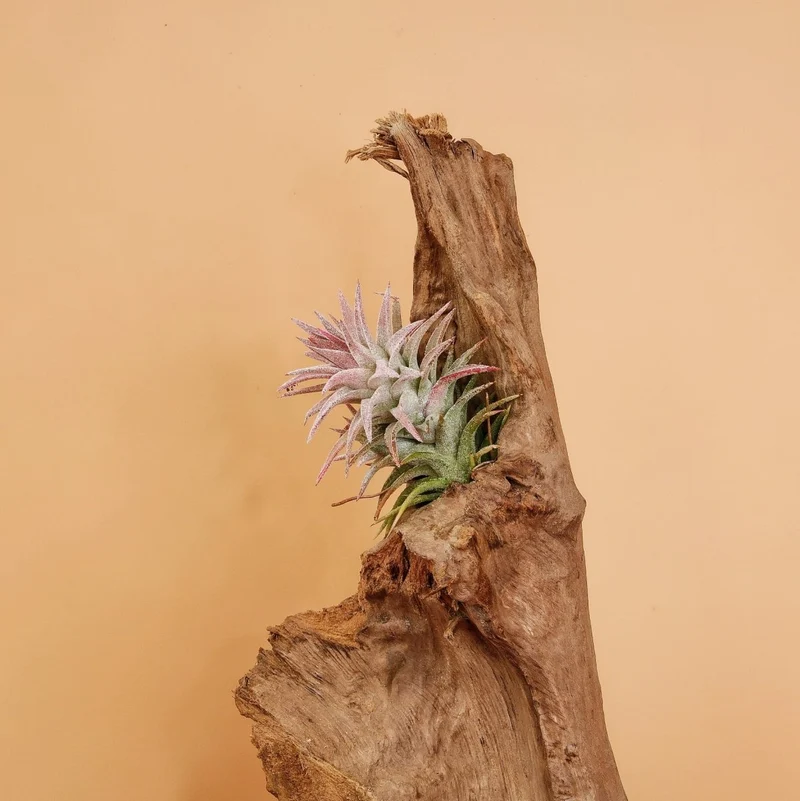 TILLANDSIA IONANTHA VANHYNINGII