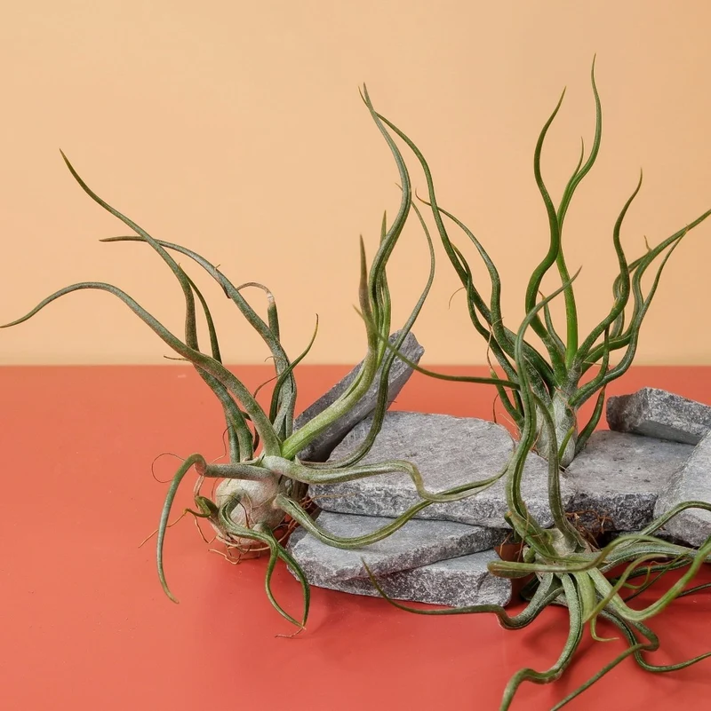 TILLANDSIA PRUINOSA