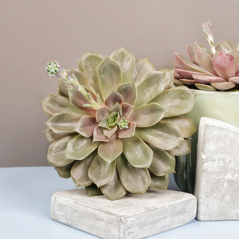 ECHEVERIA MINA