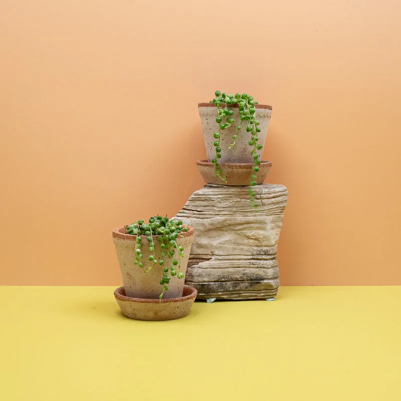 SENECIO ROWLEYANUS VARIEGATA