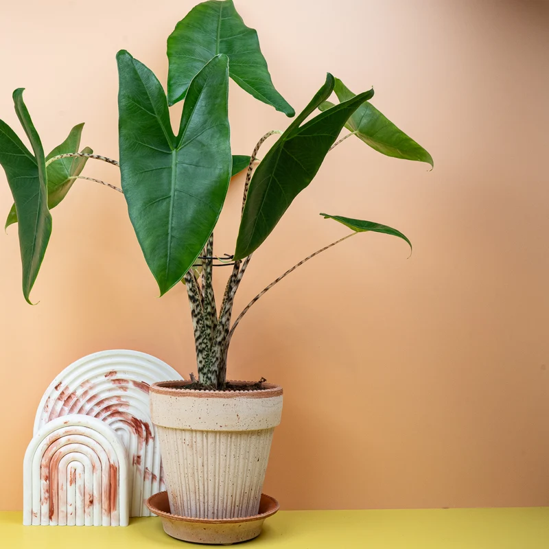 ALOCASIA ZEBRINA