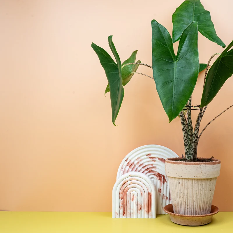ALOCASIA ZEBRINA