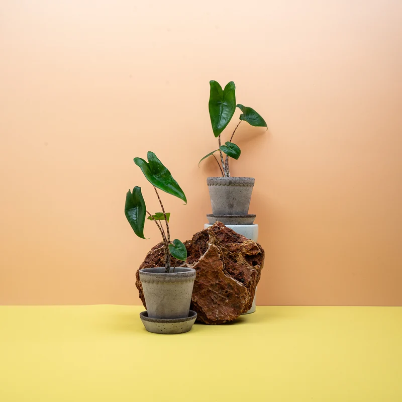 ALOCASIA ZEBRINA