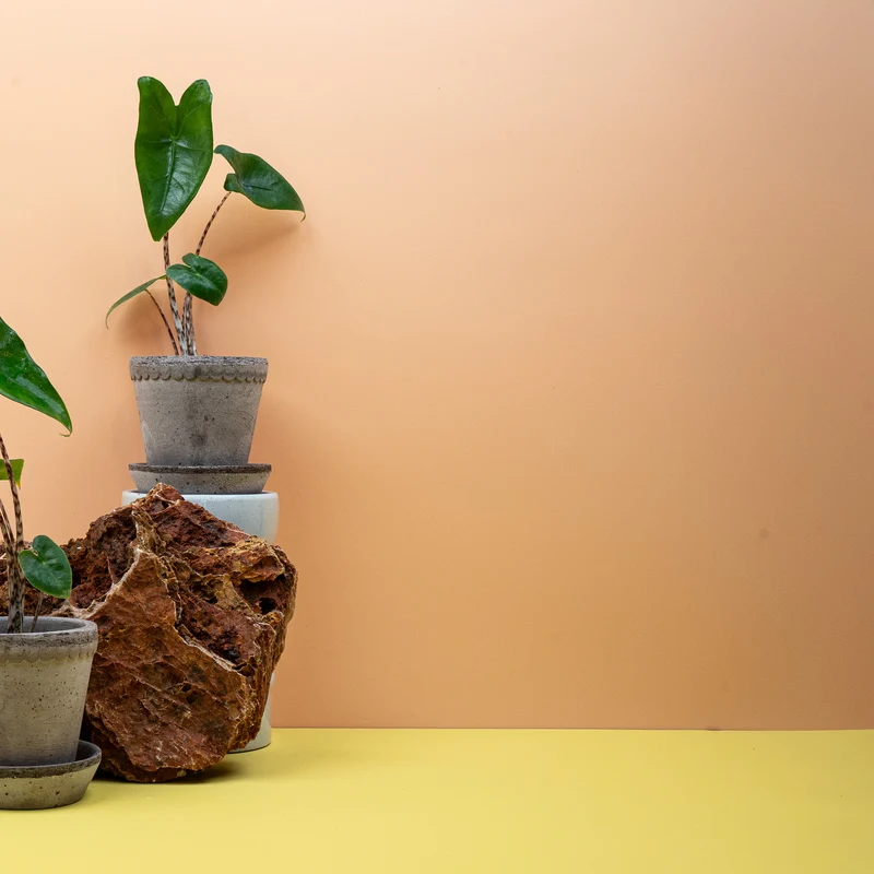 ALOCASIA ZEBRINA