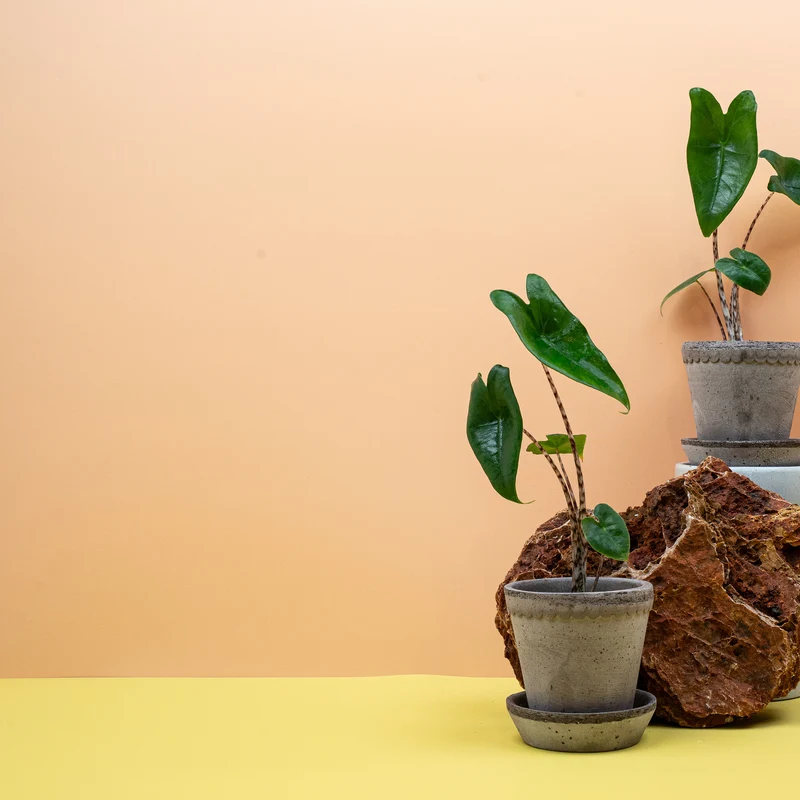ALOCASIA ZEBRINA
