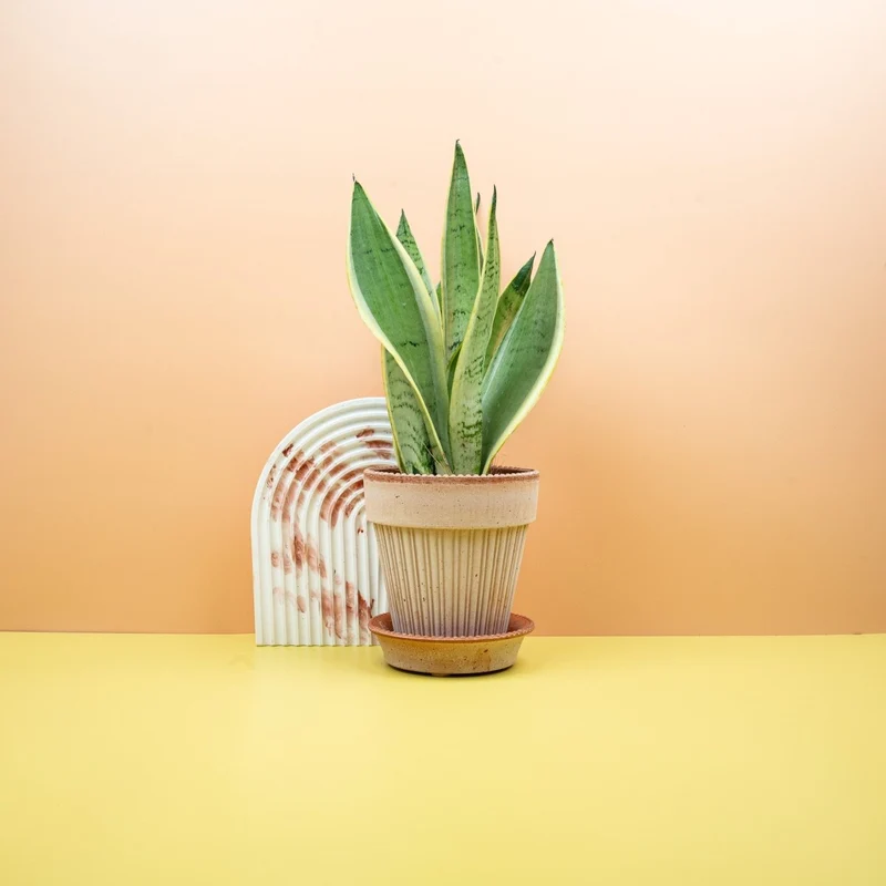 SANSEVIERIA SNOW WHITE