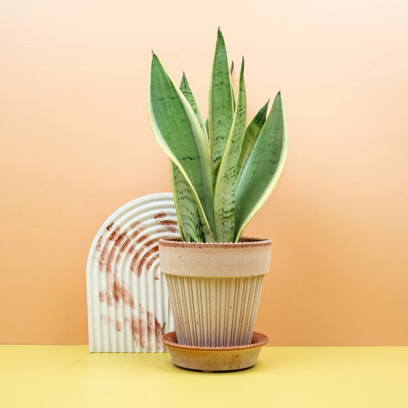SANSEVIERIA SNOW WHITE