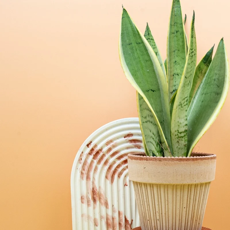 SANSEVIERIA SNOW WHITE