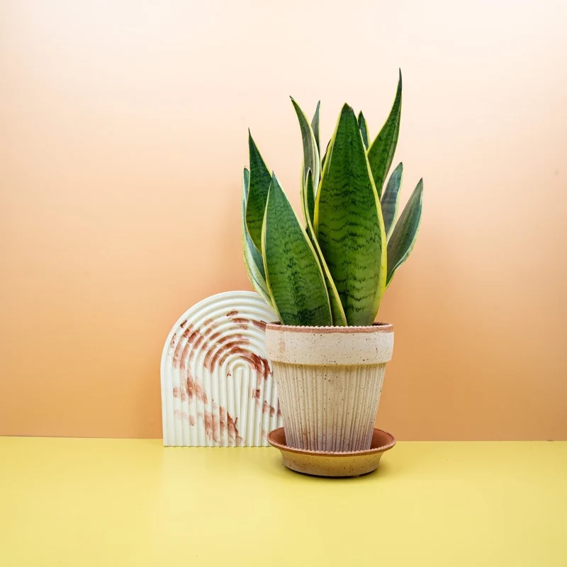 SANSEVIERIA SNOW WHITE