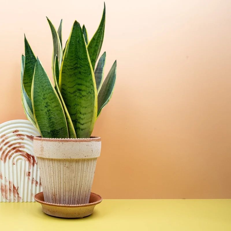 SANSEVIERIA SNOW WHITE