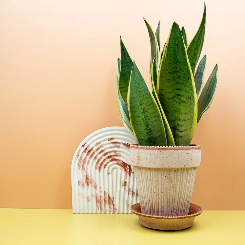 SANSEVIERIA SNOW WHITE