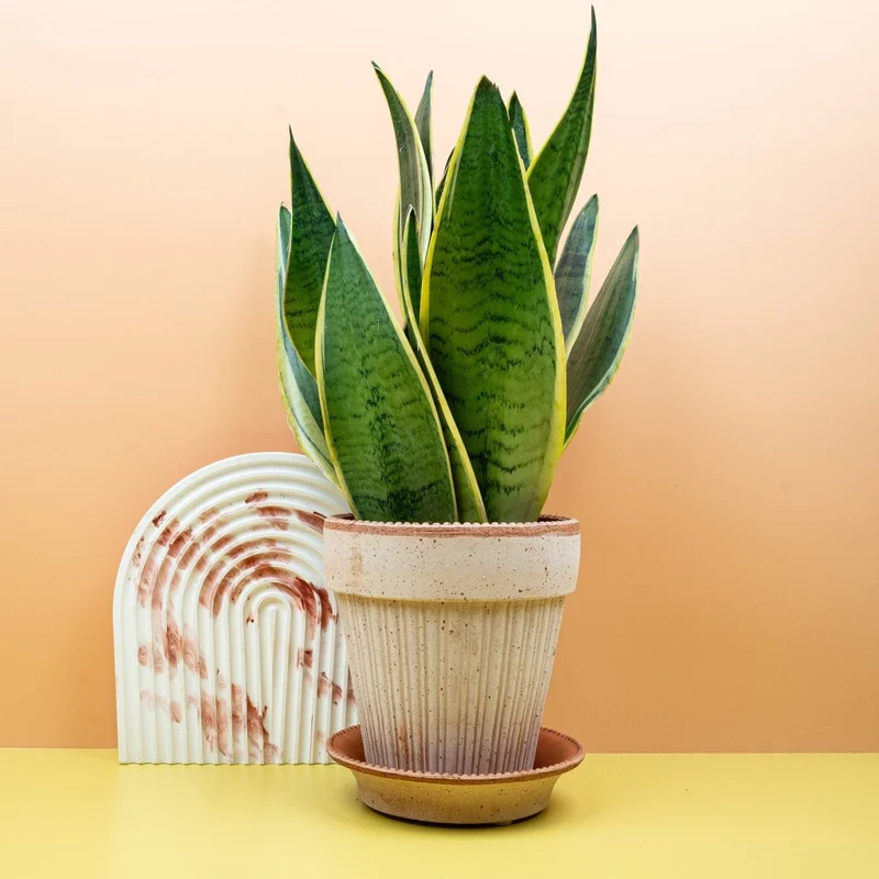 SANSEVIERIA SNOW WHITE