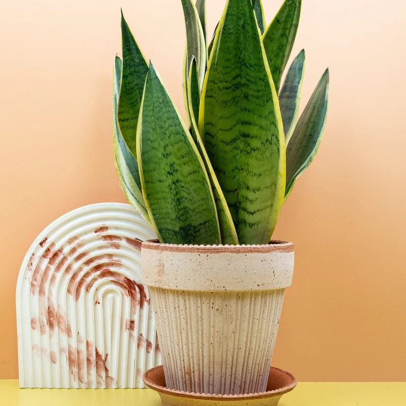 SANSEVIERIA SNOW WHITE