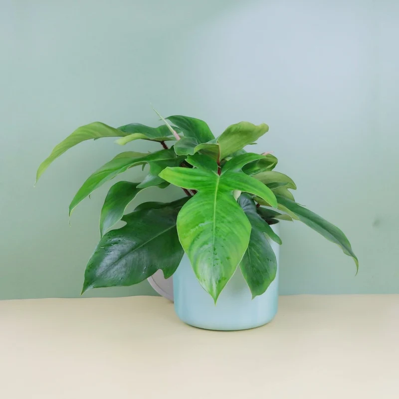 PHILODENDRON SQUAMIFERUM