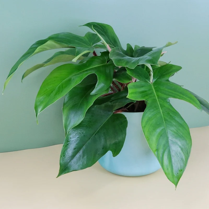 PHILODENDRON SQUAMIFERUM