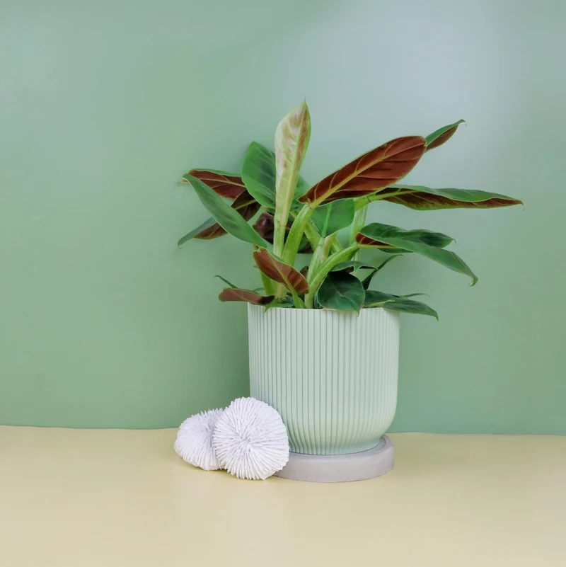 PHILODENDRON SUBHASTATUM