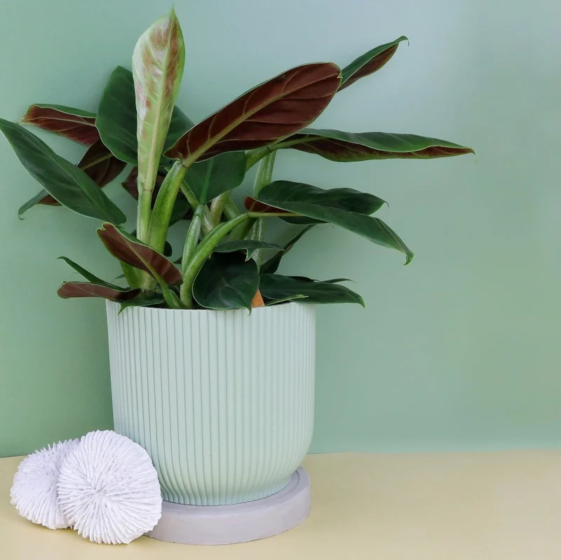 PHILODENDRON SUBHASTATUM