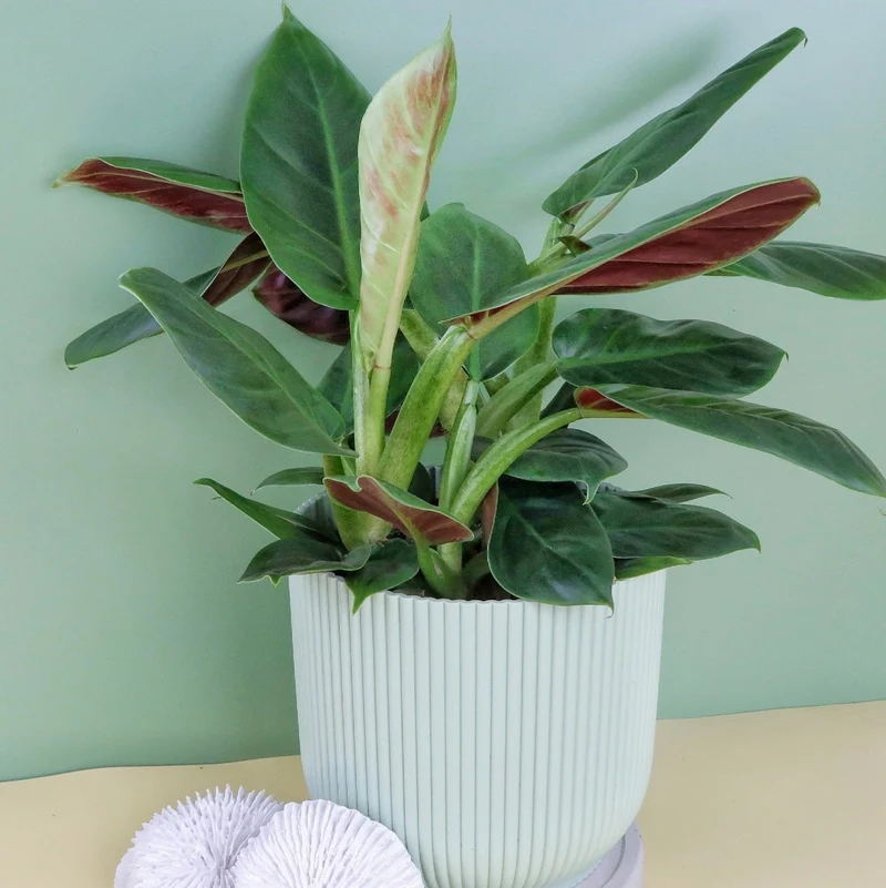PHILODENDRON SUBHASTATUM