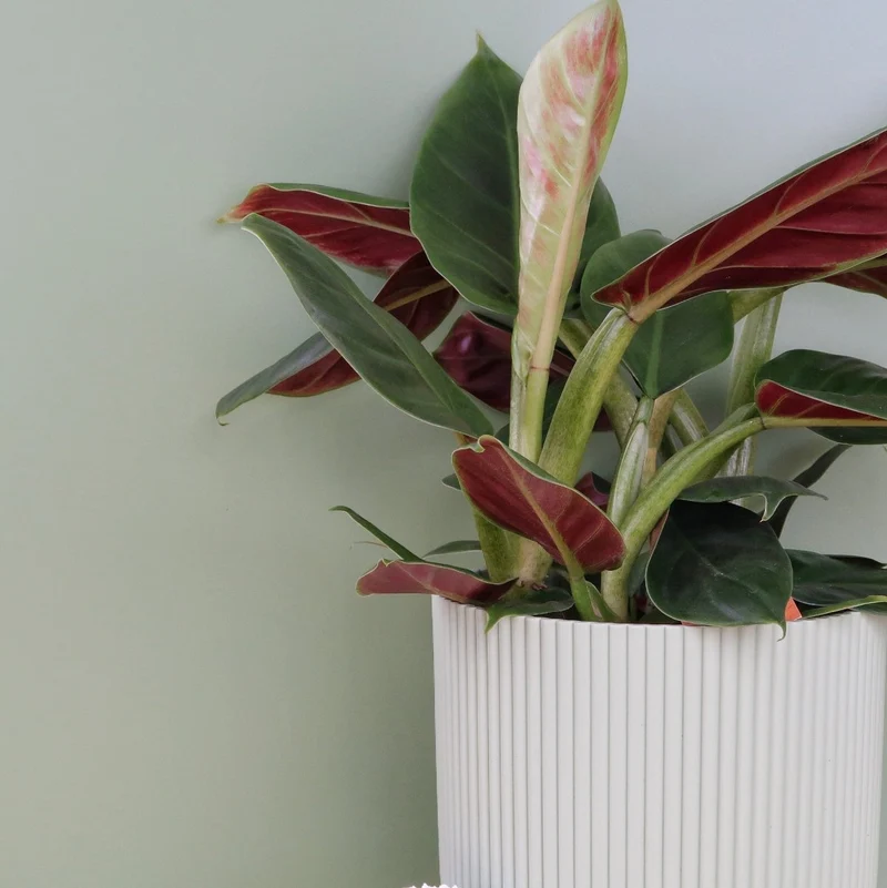 PHILODENDRON SUBHASTATUM