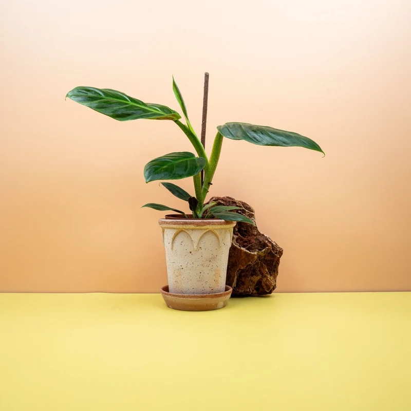 PHILODENDRON SUBHASTATUM