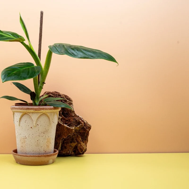 PHILODENDRON SUBHASTATUM