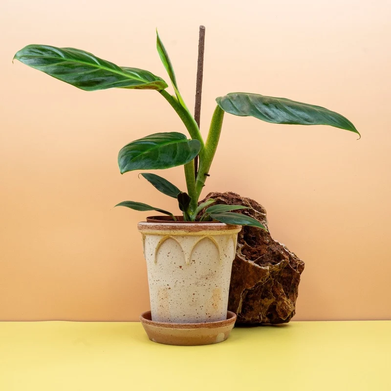PHILODENDRON SUBHASTATUM