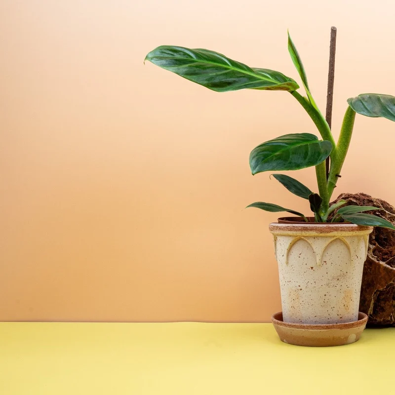 PHILODENDRON SUBHASTATUM