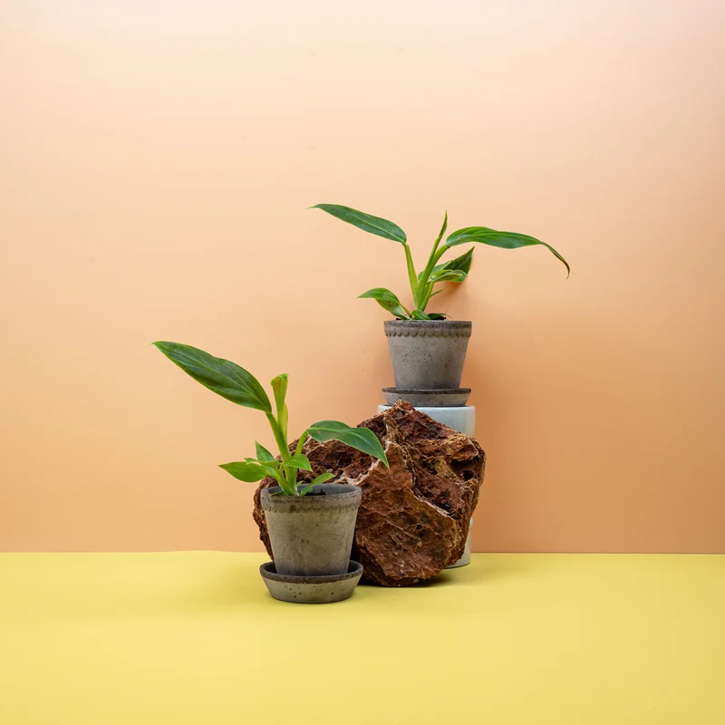PHILODENDRON SUBHASTATUM