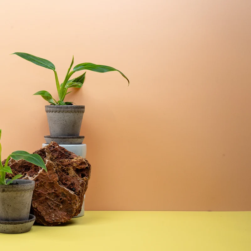 PHILODENDRON SUBHASTATUM