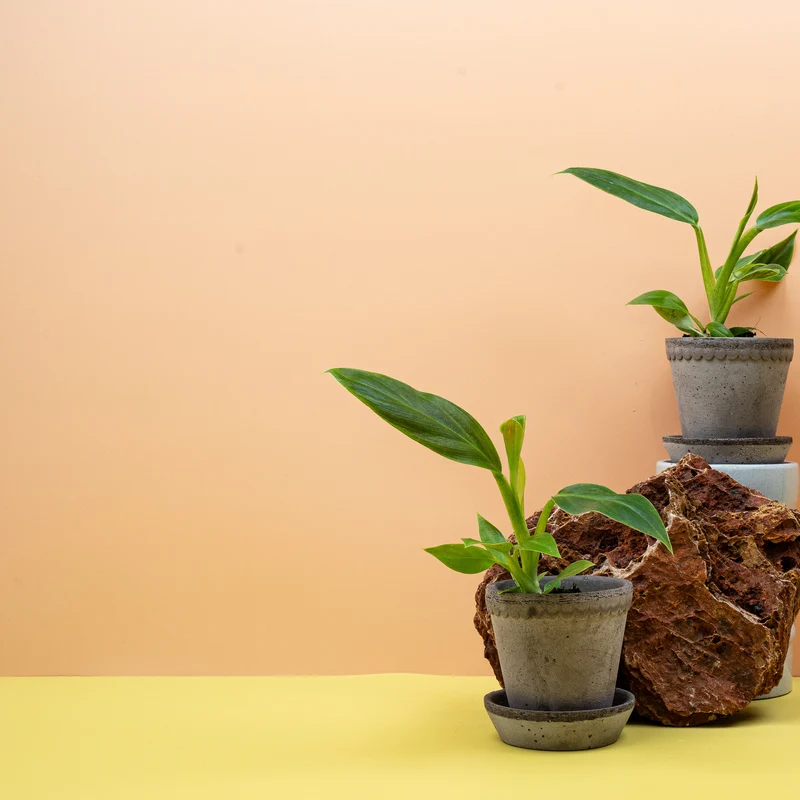 PHILODENDRON SUBHASTATUM
