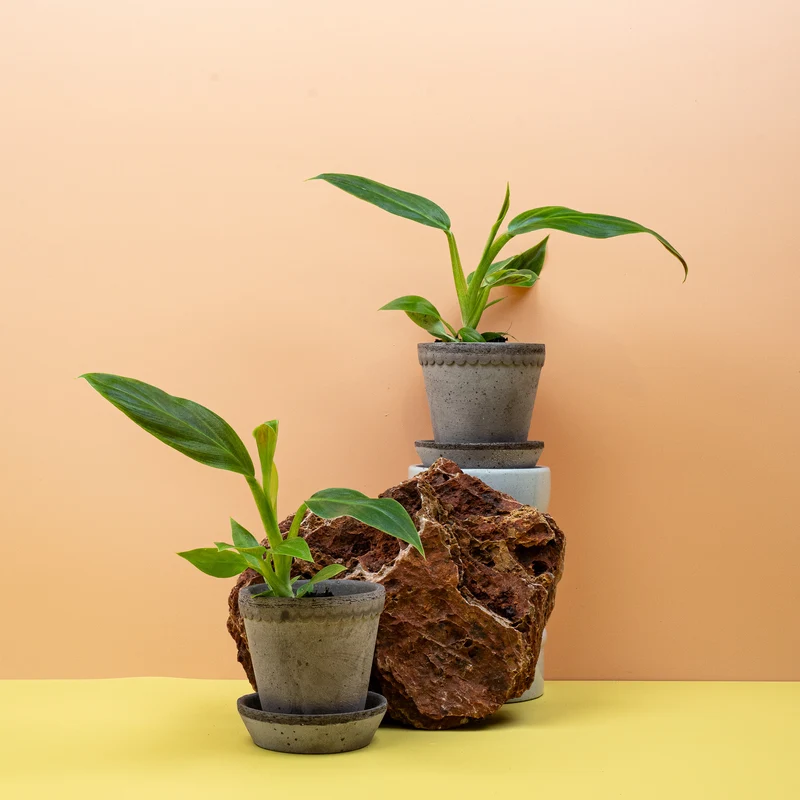 PHILODENDRON SUBHASTATUM