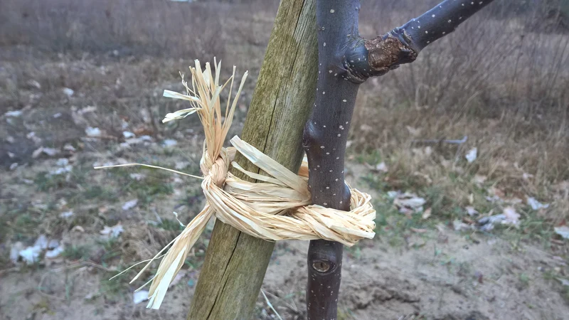 Vilmorin Raffia Naturbast