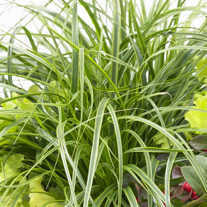 Segge 'Everlime'