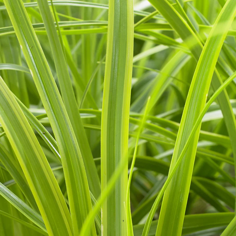 Segge 'Everlime'